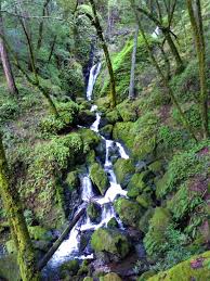 To 70 ft., and are all quite different and quite impressive when cataract creek is flowing well. Cataract Falls Loop Marin County California Firtop