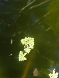 Image result for Azolla pinnata