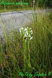Image result for Habenaria macrandra