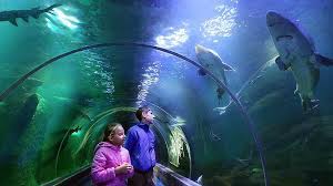 На проспекті шевченка, 8 у львові готуються до відкриття океанаріум oceanarium lviv. U Susidnomu Lvovi U Serpni Planuyut Vidkriti Velikij Okeanarium Pravda If Ua Novini Tvogo Mista
