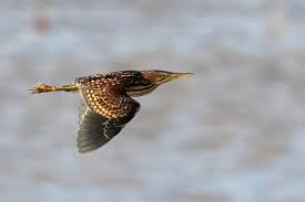 Image result for Brachyachne simonsii