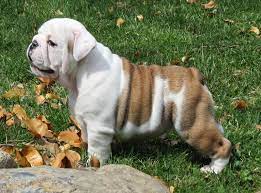 Below is our list of dogs currently available for adoption. Full Kusa Registration English Bulldogs Pups Johannesburg English Bulldog Puppies Dog Breeders Gallery 76478