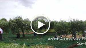 Maybe you would like to learn more about one of these? Bellucci Extra Virgin Italian Olive Oil Fights Fraud In The Industry With Innovative Trace To Source Technology And A Consumer Education App