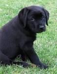Breeder AKC Black, Chocolate ... - brookhaven Labradors