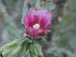 Image result for Opuntia imbricata