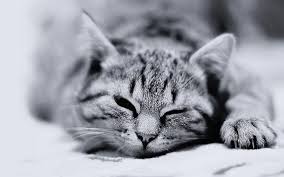 She was so taken by his cuteness she'd. Cat Black And White Cute Little Kitty Cat Living Wallpaper Preview 10wallpaper Com