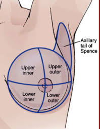 Anatomy and physiology of the breast 485. Female Breast Assessment Flashcards Quizlet