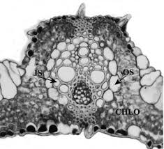 Image result for Aristida recta