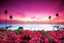 San clemente is lucky enough to have two farmers' markets. Flowers Photo Flowers Tumblr Pink Nature Beautiful Nature Nature