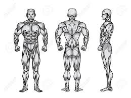 Use the mouse scroll wheel to move the images up and down alternatively use the tiny arrows (>>) on both side of the image to move the images. Anatomy Of Male Muscular System Exercise And Muscle Guide Human Muscles Art Front Back Side View Illustration Of Strong Man Strength Training Lizenzfreie Fotos Bilder Und Stock Fotografie Image 109194199