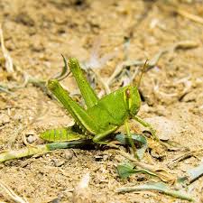 Frank grillo, 8 июня 1963 • 57 лет. Grillo Flickr Photo