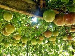 Passion fruit trees love the sun, and so it's important to make sure they have as much sun as possible. How To Grow Passionfruit In Pot Youtube