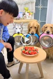 dogs and strawberries dogs funny funny animal videos funny animals dogs