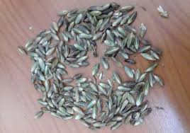 Image result for Crossandra greenstockii