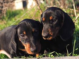 It's also free to list your available puppies and litters on our site. Dachshund Puppies For Sale In Southern Illinois The Y Guide