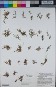 Image result for Bergia pentheriana