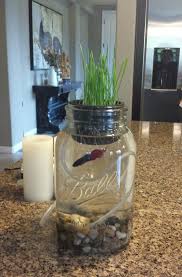 Just Keep Swimming Aquaponic Grown Wheat Grass With Betta Fish Backyard Aquaponics Aquaponics Diy Aquaponics System