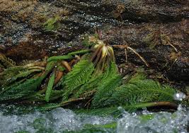Image result for Hydrostachys polymorpha
