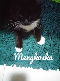 Sedang sari hitam manis, cenderung pendiam dan agak kurus. Arti Kucing Datang Ke Rumah Belajar Tentang Sebuah Keikhlasan Dari Seekor Kucing