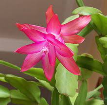 Christmas cactus and thanksgiving cactus: Schlumbergera Wikipedia