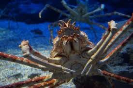 A translucent, bulbous sac resembling a comb jellyfish's body, and a hard brown green body within, similar to that. Japanese Spider Crab Facts