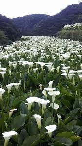 Pin By Arati Ranadive On Flowers Blossoms Beautiful Gardens Landscape Planting Flowers