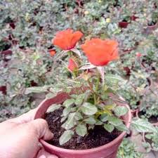 Gailla4dia adalah jenis tanaman berbunga dari keluarga bunga matahari (asteraceae atau. Anak Pokok Bunga Ros Merah Tahan Lasak Tahan Panas Dah Berbunga Rose Live Plants Flower Potted Plant Pokok Hiasan Cantik Shopee Malaysia