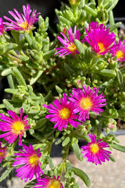 Image result for Delosperma spp.