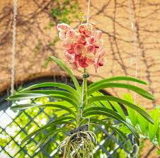Maybe you would like to learn more about one of these? Living Color Garden Center Fort Lauderdale Fl Plants Pottery More