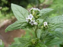 Image result for Cynoglossum lanceolatum