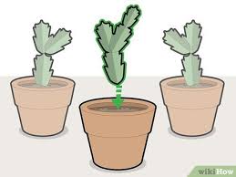 Is your beautiful holiday cactus plant outgrowing its space. How To Prune A Christmas Cactus 12 Steps With Pictures