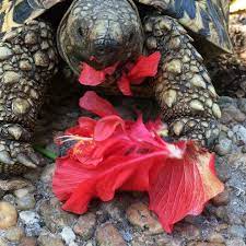Tubman Eating A Hibiscus Flower Earthangeloutreach Hibiscus Flower Eating Leopard Tortoise Gentle Giant Tropical Pa Hibiscus Flowers Hibiscus Flowers
