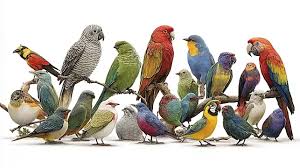 Image result for tbn:ED285OK8yRCGdM::www.hawanaajd.com/backgd/data/media/4/Wallpapers_-_Parrots_-_01.jpg