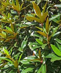 Phenylketonuria (pku), galactosemia, congenital hypothyroidism, sickle cell disease. Plants For Dallas Your Source For The Best Landscape Plant Information For The Dallas Ft Worth Metroplex4 Best Plants For Privacy Screening