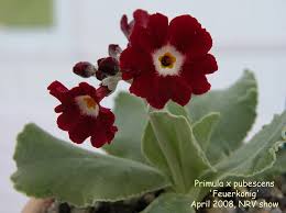 Image result for Primula x pubescens