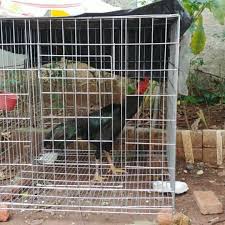 Ukuran kandang ini pas untuk 10 sd 15 anak ayam bangkok. Jual Kandang Ayam Jago Dari Kawat Galvanis Kab Jombang Sugiarto Maju Mapan Tokopedia