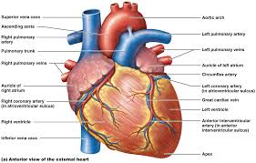 The human heart and its functions are truly fascinating. Https Www Mccc Edu Falkowl Documents Cardiovascularsystem Pdf