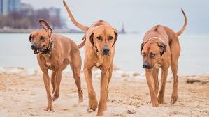 Image result for rhodéský ridgeback