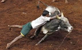 Jallikattu was selected from a total of 27 hindi, malayalam, oria, and marathi films. What Is Jallikattu All You Need To Know About Tamil Nadu S Bull Taming Tradition