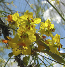 The flowers of the palo verde are 1 inch solitary blooms that flower in late spring. Palo Verde Trees Still Blooming In June Local News Tucson Com