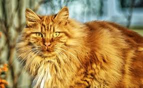 Elle habite dans une petite ville au bord de l'océan. Noms De Chat Des Idees Originales Pour 2021 Annee En S