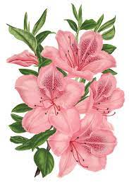 Pink Bunch Of Flowers Drawing Bunch Of Flowers Drawing Flower Drawing Flower Illustration