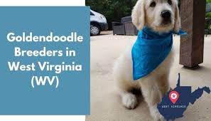 Maybe you would like to learn more about one of these? 8 Goldendoodle Breeders In West Virginia Wv Goldendoodle Puppies For Sale Animalfate