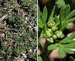 Image result for Lepidium bonariense
