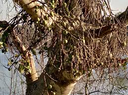 Image result for Searsia marlothii