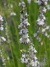 Lavandula X Intermedia Edelweiss From Burncoose Nurseries