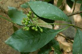 Image result for Psychotria succulenta