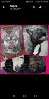 All our dogs are akc registered and are up to date with all medical records and are health guaranteed. The Best Parrots In The World French Bulldog Puppies For Sale Wisbech