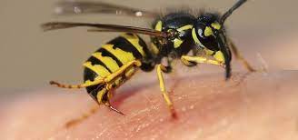 10 Interessante Fakten Uber Wespen