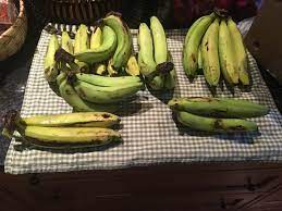 Banana packing موز 香蕉 바나나 バナナ банан banane banană μπανάναmodernaphils@gmail.com. Gros Michel Banana Wikipedia